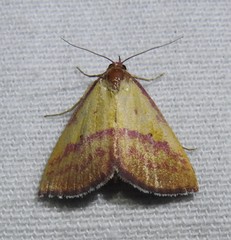 Phytometra rhodarialis