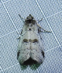 Hyperstrotia aetheria