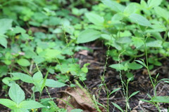 Microtea paniculata
