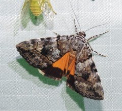 Catocala jair