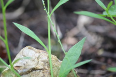Microtea paniculata