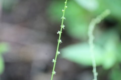 Microtea paniculata