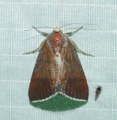 Argyrostrotis quadrifilaris