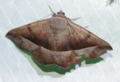 Epidromia rotundata