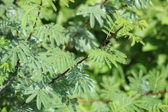 Mimosa tenuiflora
