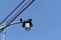 Corvus macrorhynchos