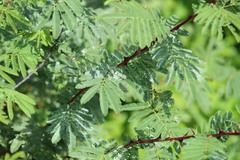 Mimosa tenuiflora