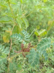 Mimosa ursina