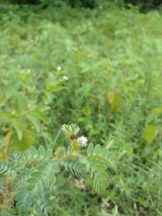 Mimosa ursina