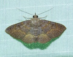 Antiblemma perva