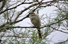 Rhynchospiza strigiceps