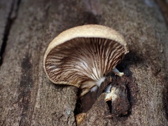 Crepidotus eucalyptorum