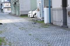 Columba livia domestica