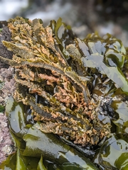 Egregia