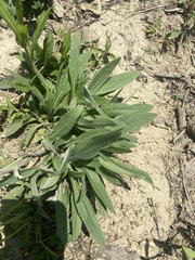 Lithospermum parviflorum