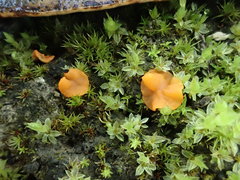 Pulvinula archeri