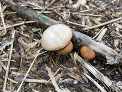 Agaricales