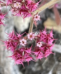 Chorizanthe douglasii