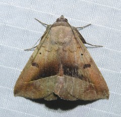 Epidromia rotundata