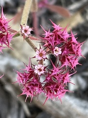 Chorizanthe douglasii