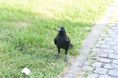 Corvus macrorhynchos