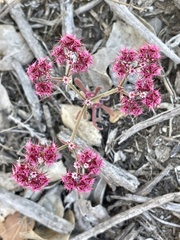 Chorizanthe douglasii