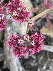 Chorizanthe douglasii
