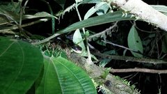 Chironius grandisquamis