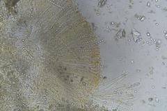 Pulvinula archeri