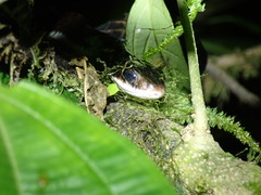 Chironius grandisquamis