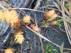 Semperviveae