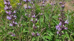 Salvia officinalis