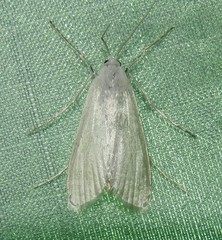 Rupela tinctella