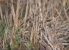 Melospiza melodia image