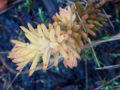 Semperviveae