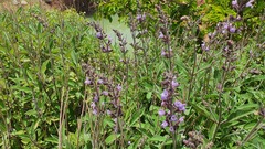 Salvia officinalis