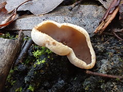 Peziza echinospora