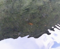 Cephalorhynchus hectori hectori