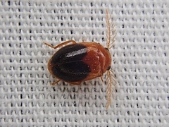 Prionocyphon discoideus