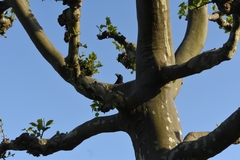 Corvus macrorhynchos