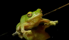 Pseudophilautus ocularis