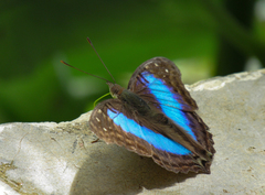 Doxocopa laurentia cherubina
