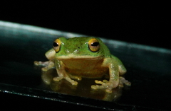 Pseudophilautus ocularis