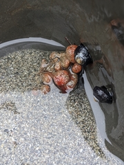 Metandrocarpa taylori