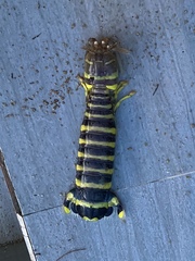 Lysiosquillina maculata