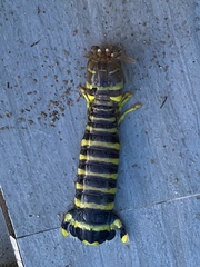 Lysiosquillina maculata