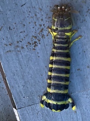 Lysiosquillina maculata