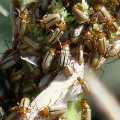 Triarius trivittatus