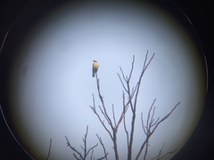 Megarynchus pitangua