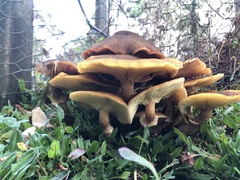 Armillaria luteobubalina